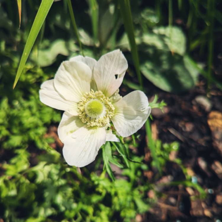 Plant image Anemone coronaria de caen 'The Bride'