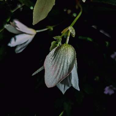 Begonia 'Santa Barbara'