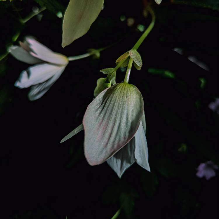 plant image 1716878