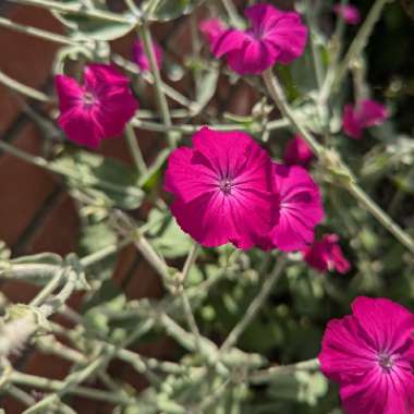 Lychnis coronaria syn. Agrostemma coronaria syn. Agrostemma tomentosum