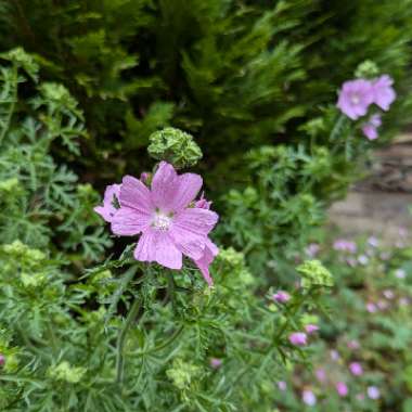 Malva moschata