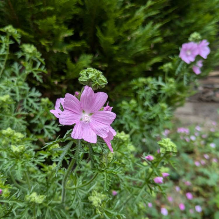 Plant image Malva moschata