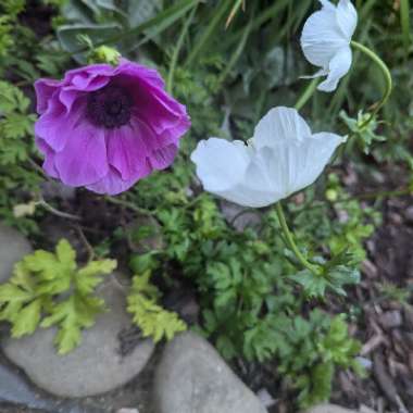 Anemone coronaria 'Sylphide'