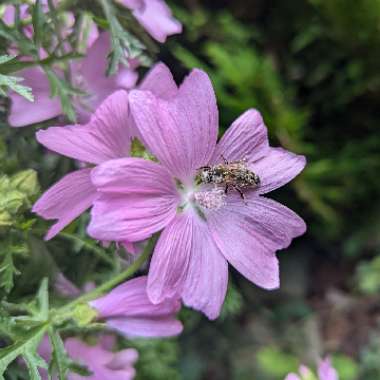 Calie's garden