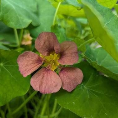 Nasturtium