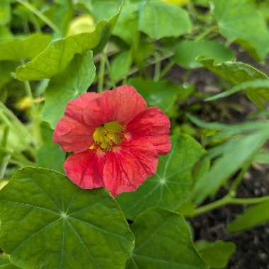 Nasturtium 'Jewel Cherry Rose'