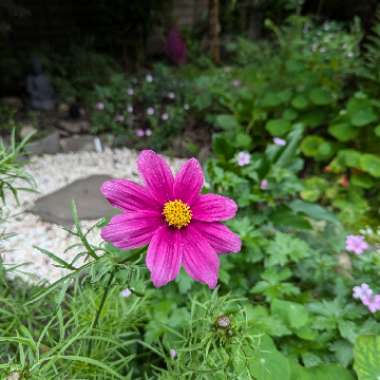 Cosmea 'Sensation' (Mixed)