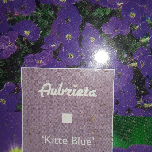 Plant image Aubrieta gracilis 'Kitte Blue'