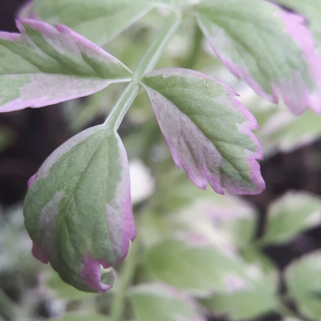 Plant image Oenanthe Fistulosa 'Flamingo'