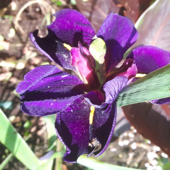 Plant image Iris 'Black Gamecock'