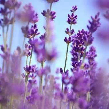 Lavender (Species) English Lavender