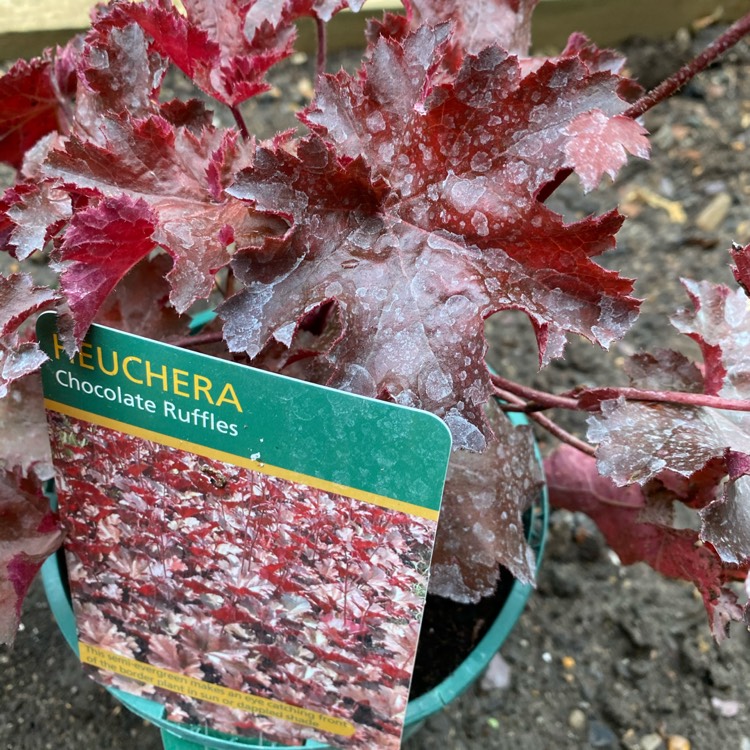 Plant image Heuchera 'Chocolate Ruffles'