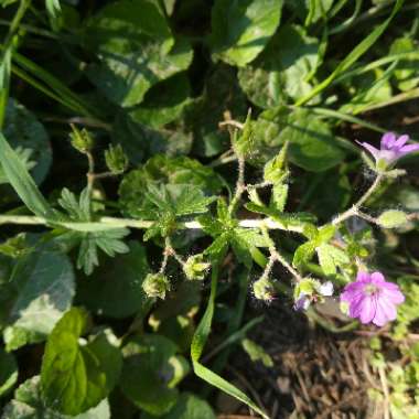 Herb-Robert