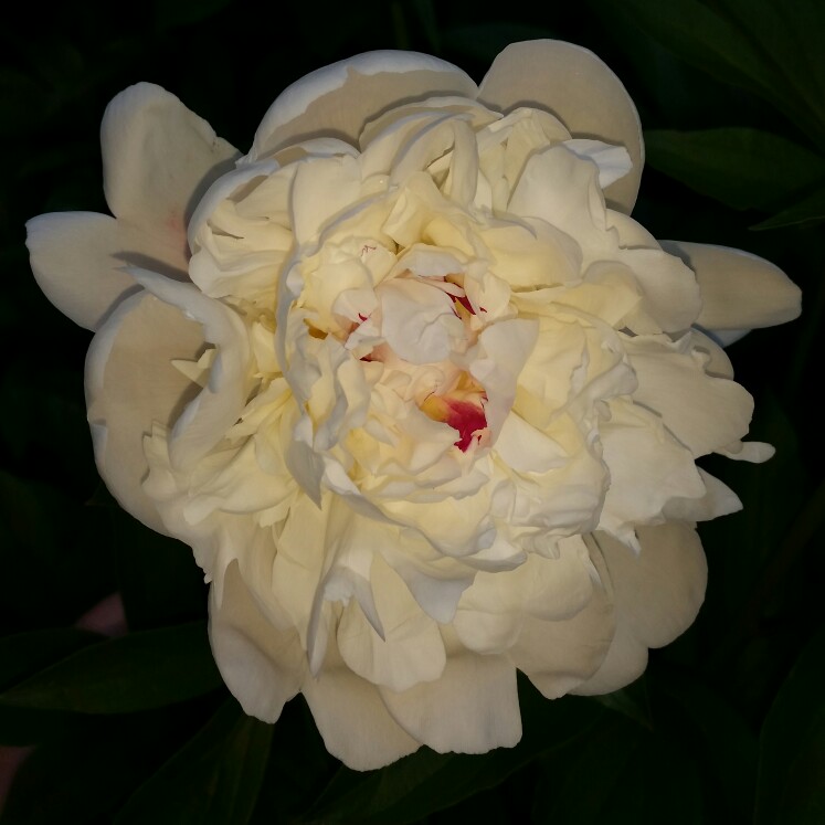 plant image 125350