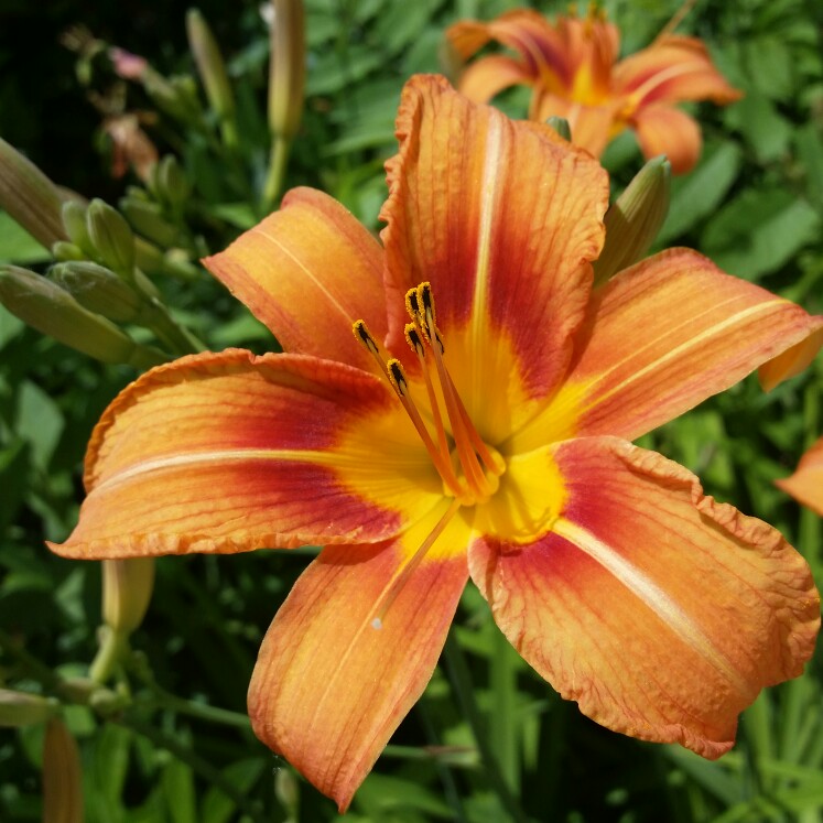 Daylily