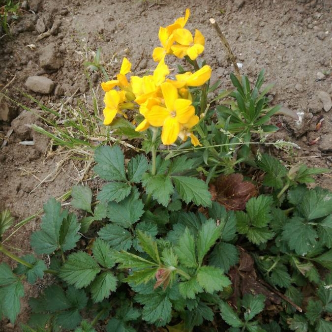 Plant image Ranunculus repens