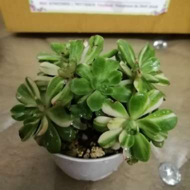 Aeonium Suncup