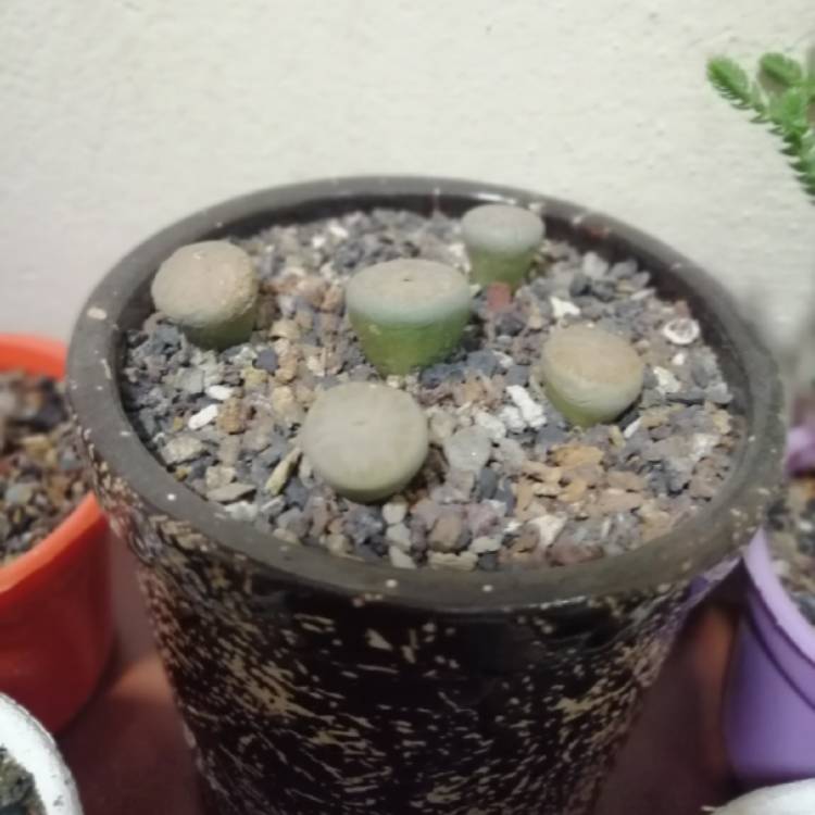 Plant image Pleiospilos mix species