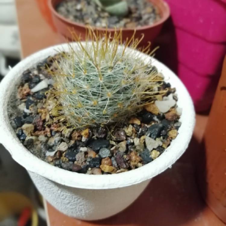 Plant image Mammillaria bombycina