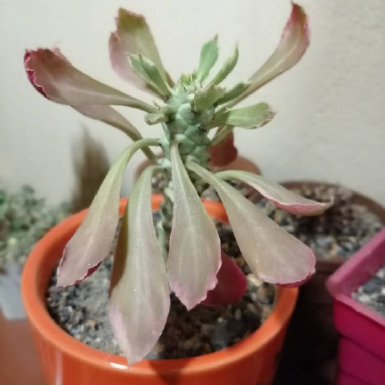 Plant image Euphorbia neostapelioides f. Variegata syn. Monadenium Stapeliodes f. Variegata