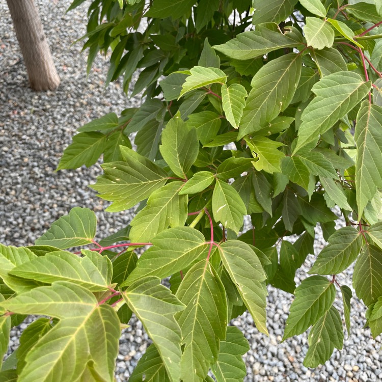 Plant image Acer Negundo 'Kelly's Gold'