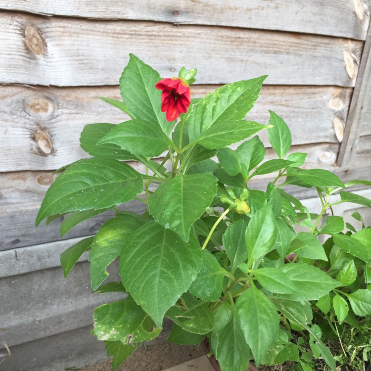 Plant image Dahlia Variabilis 'Redskin' (Mix)