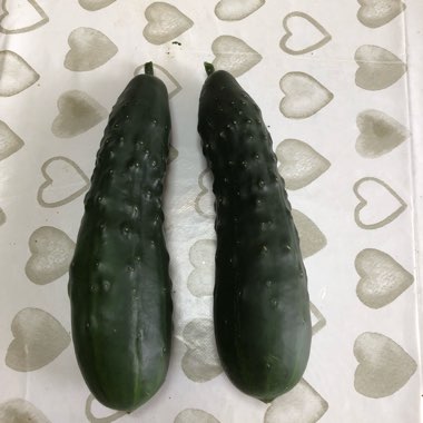 Creeping Cucumber