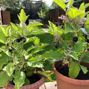 Aubergine 'Ophelia'