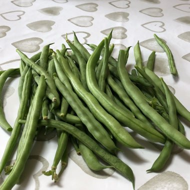 Climbing French Bean 'Blue Lake'