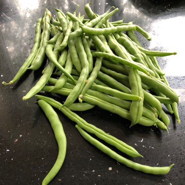 Climbing French Bean 'Blue Lake'