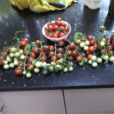 Tomato