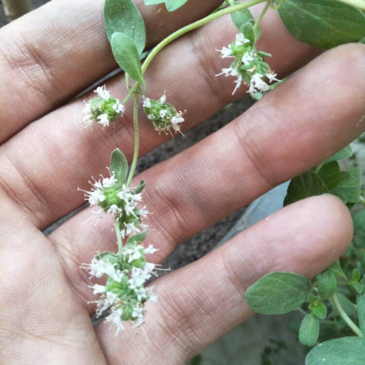 Plant image Origanum marjorana