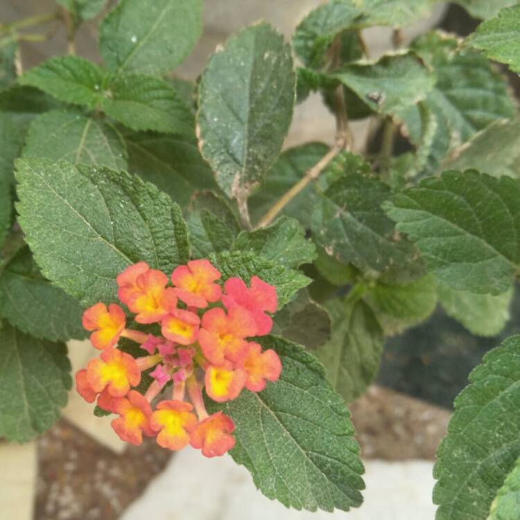 Lantana Camara 'evita Orange', Lantana 'evita Orange' - Uploaded By 