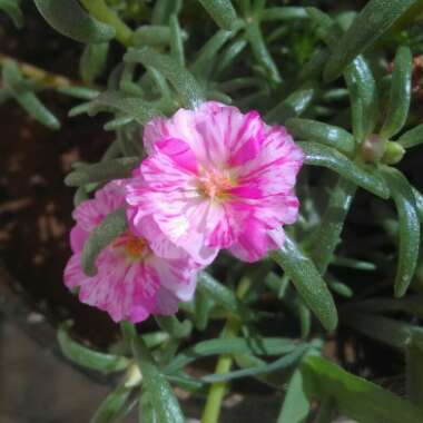 Portulaca grandiflora