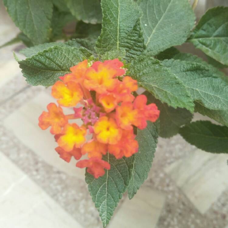 Lantana camara 'Evita Orange', Lantana 'Evita Orange' - uploaded by ...