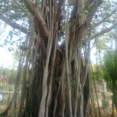 Ficus benghalensis