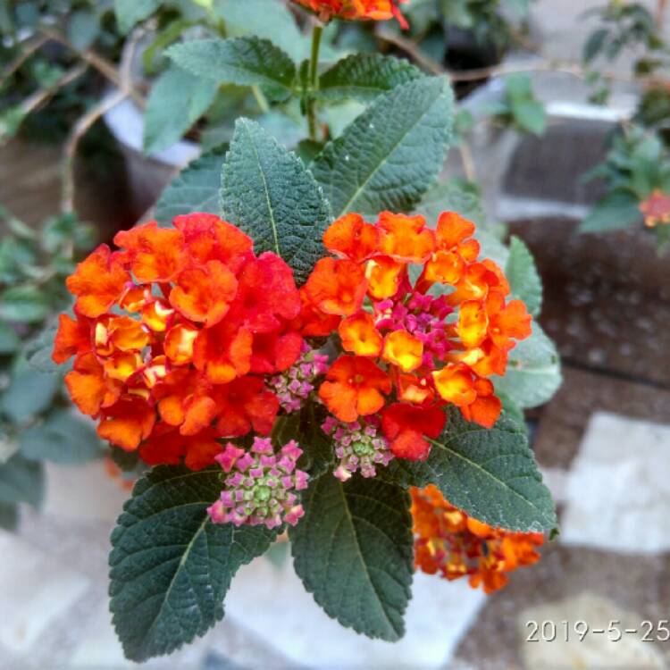 Lantana camara 'Evita Orange', Lantana 'Evita Orange' - uploaded by ...