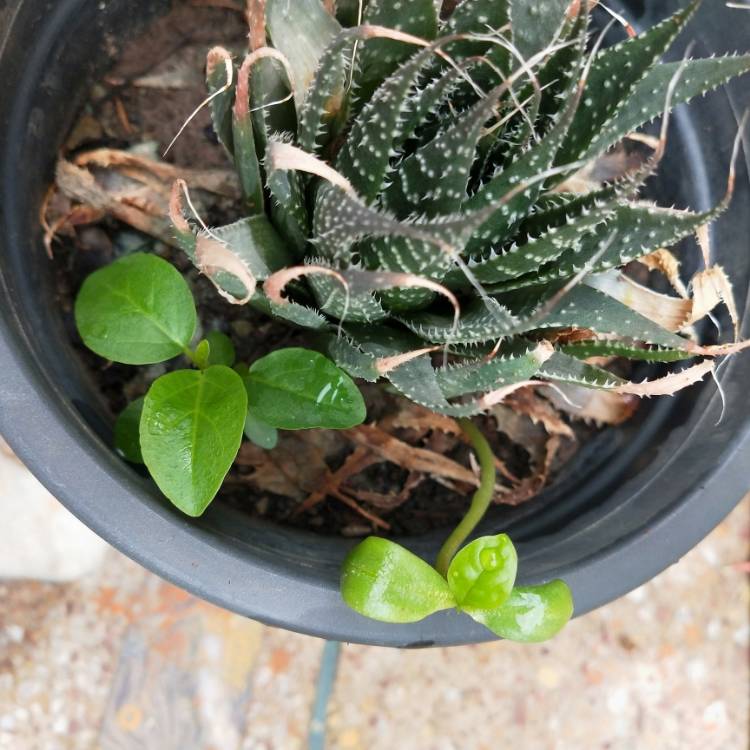 Plant image Ficus benghalensis