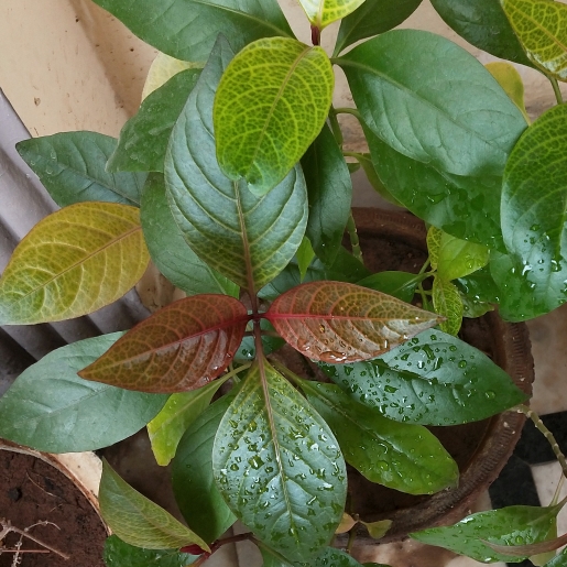 Plant image Pseuderanthemum