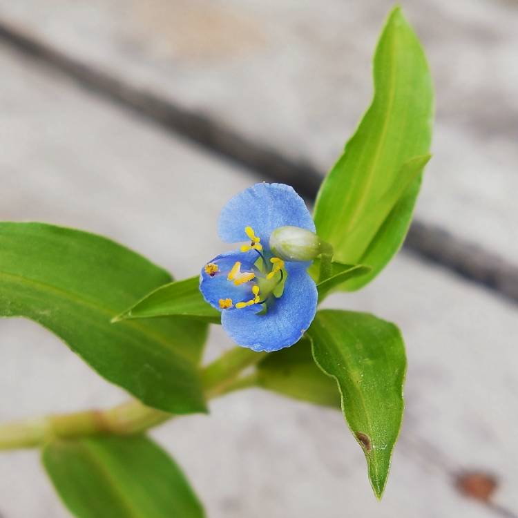 Plant image Commelina Tuberosa syn. Commelina coelestis