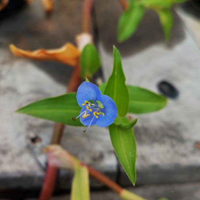 plant image 1176946