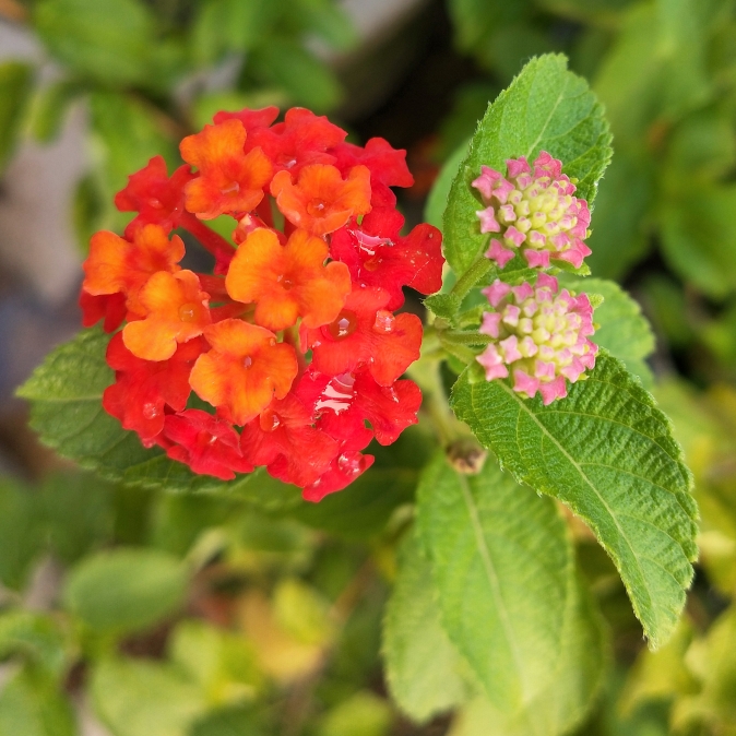 Lantana camara 'Evita Orange', Lantana 'Evita Orange' - uploaded by ...