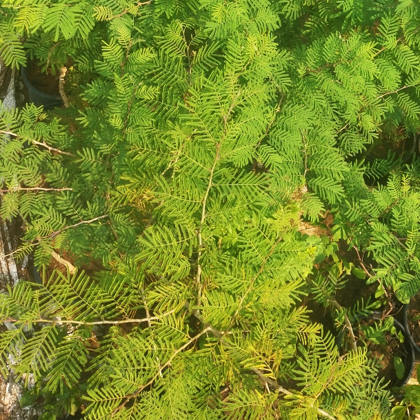 Plant image Prosopis cineraria