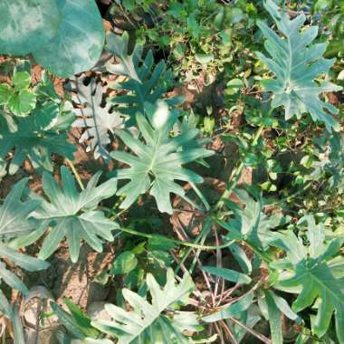 Thaumatophyllum bipinnatifidum 'Hope' syn. Philodendron bipinnatifidum 'Hope', Philodendron selloum 'Hope'