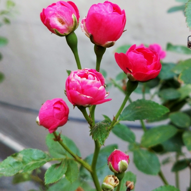 Plant image Rosa rugosa 'John Cabot'