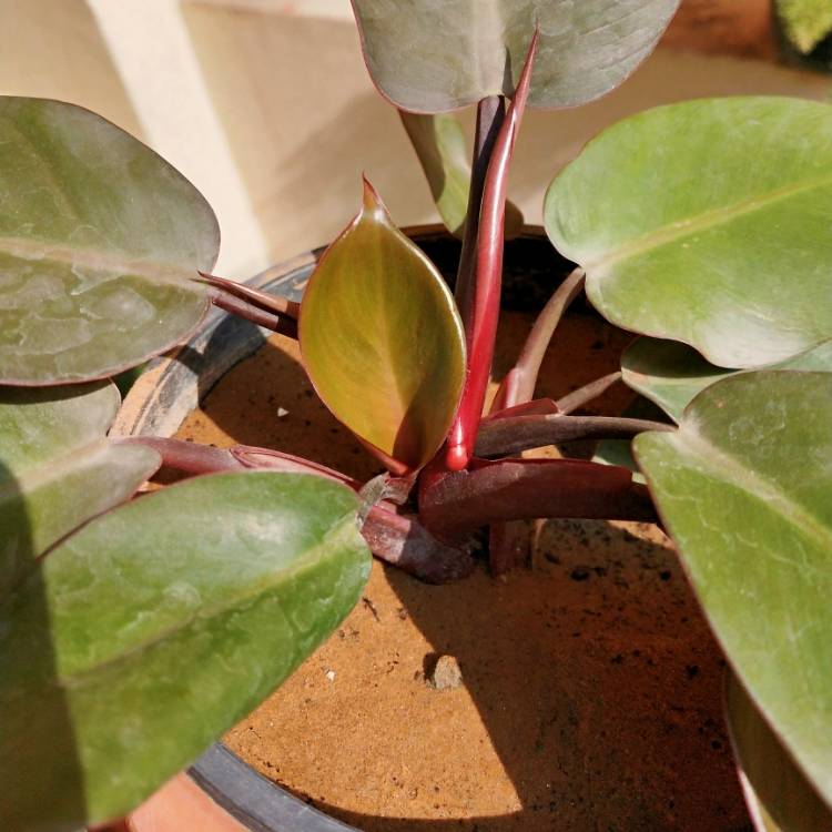 Plant image Philodendron 'Black Cardinal' syn. Philodendron erubescens 'Black Cardinal'