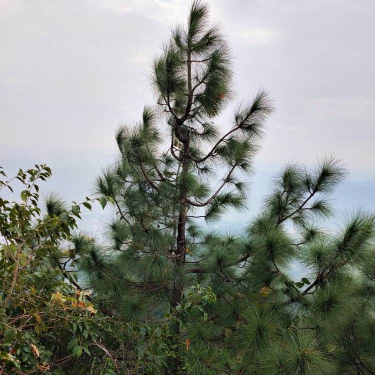 plant image 1201750