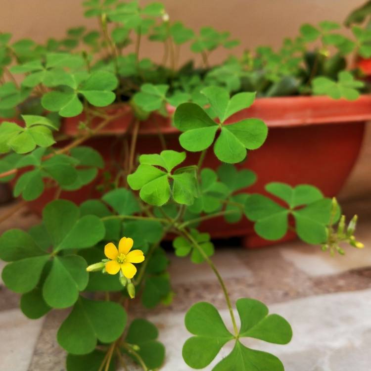 Plant image Oxalis corniculata