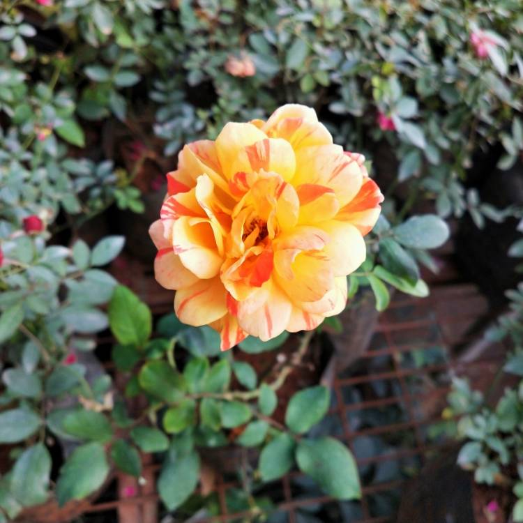 Plant image Rosa 'Oranges And Lemons'