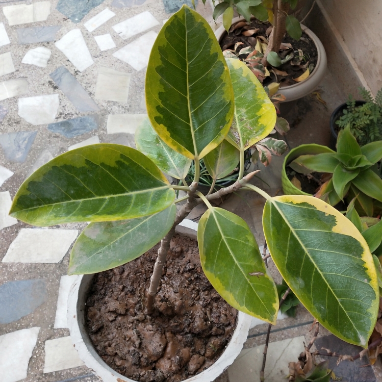 Plant image Ficus altissima 'Variegata'